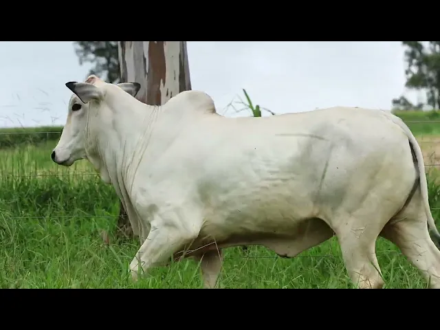 Novilha Nelore LMRZ - 89