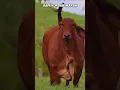 Download Lagu SAPI KURBAN TERBARU #sapi #shorts #short - HARI RAYA IDUL ADHA 2024