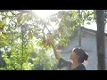 Lagu Hang a Quaint Lantern that Perfectly Befits the Peach Dishes 挂一盏观花月影灯，正配这一整桌的黄桃小食 | Liziqi Channel
