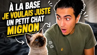À la base je voulais juste un petit chat mignon