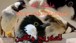 ابي مندلاوي للتخريج راقي 3 ساعات متواصله صافي بدون ضؤضاء للتلقين وتخريج 