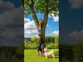 Download Lagu Yellow cat clim big tree in the garden with black dog and white dog #lovelycat #cattree #flowercat