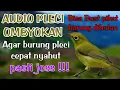 MANTAP !!! TERAPI SUARA OMBYOKAN BURUNG PLECI AGAR PLECI CEPAT NYAHUT | PIKAT BURUNG PLECI.