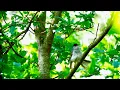 Download Lagu Blackcap (Sylvia atricapilla) bitten by a parasite