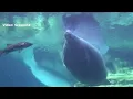 Federal legislation introduced to reclassify manatees as endangered