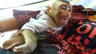 Baby Monkey Dodo Wakes Up Mad! Funny Angry Screaming Tantrum