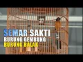 Download Lagu SEMAR SAKTI burung gembung kayak seri F tapi balak