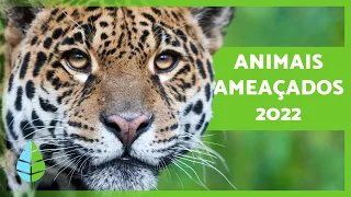 ANIMAIS AMEAÇADOS de EXTINÇÃO 2022 🐧⚠️ (Top 10)