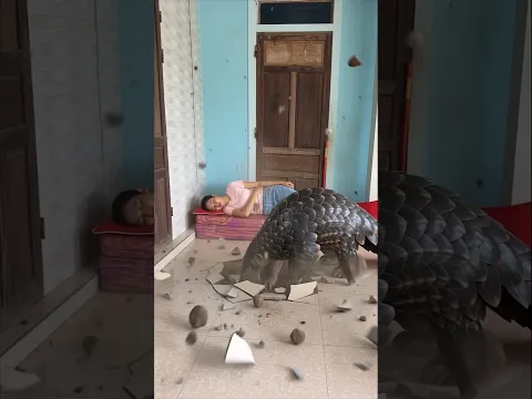 The pangolin woke Hana up