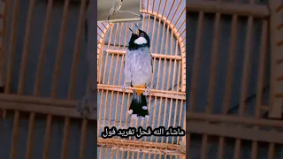 اقوه تغريد بلبل فحل لفتح البلابل القافله شغل وخليها وراح تدعيلي تغريد نار 