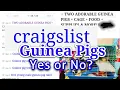 Craigslist Guinea Pig - Yes or No