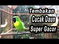 Download Lagu Tembakan Cucak Daun Super Gacor Full Isian