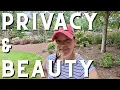 Download Lagu Fall Landscape Design for the Privacy Berm