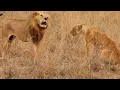 Download Lagu Male lion reminds lioness who's king after getting rejected