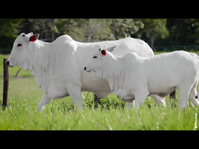 Novilha Nelore AFOM - 4597