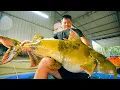 Download Lagu SAPA TV | BẤT NGỜ ĐƯỢC ĂN LÒNG SE ĐIẾU THUỶ QUÁI SÔNG ĐÀ CÁ CHIÊN KHỔNG LỒ NẶNG 50KG