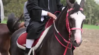 اغنيه محمود الليثى يا عمنا من مسلسل نسر الصعيد 