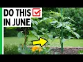 Download Lagu 5 Tomato Growing Tips For JUNE