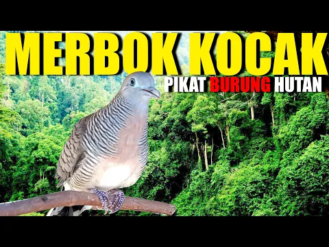 Download MP3 SUARA MERBOK UNTUK PIKAT  Merbuk Kampung Kocak