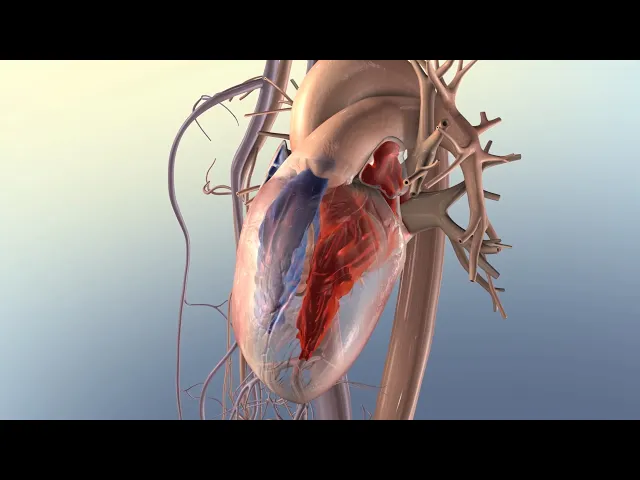Video: Left-Sided Heart Failure