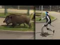 Humanoid Robot Spotted Chasing Herd Of Wild Boars Through Poland