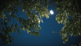 12 Hours Soft Piano Music For Sleep: Luke