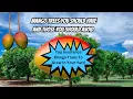 Lagu Top Disease-Resistant Mango Trees for South Florida: No Spray, No Worries!