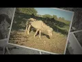 Police investigating animal neglect at Kearney Missouri farm