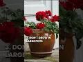 Download Lagu 6 Quick Tips to Keep Geraniums Blooming #geraniums #shorts #youtubeshorts