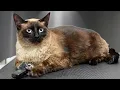 I Groomed the Happiest Cat Alive He LOVED Grooming