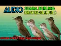 Download Lagu SUARA BURUNG KERAK BASI ALIS PUTIH ‼️