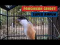 Download Lagu PANCINGAN CENDET AMPUH ANTI GAGAL, CENDET MANAPUN PASTI IKUT NYAUT BUNYI