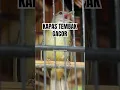 Download Lagu ROLL KAPAS TEMBAK GACOR  #shorts #kapastembak #kapastembakgacor #masteranburung #kapastembakjuara
