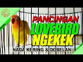 Download Lagu Pancingan LB Ngekek, Nada mulai Kering dan Dobelan