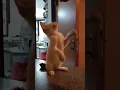 Download Lagu hallo nama ku snowie.#animals #kucing #lucu