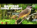 Download Lagu MASTERAN BURUNG CUCAK JENGGOT JERNIH GEMERICIK AIR