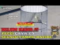 Download Lagu BELUM HABIS!!! PLECI GAYA-69 MASIH JADI MOMOK MENGERIKAN DI GANTANGAN