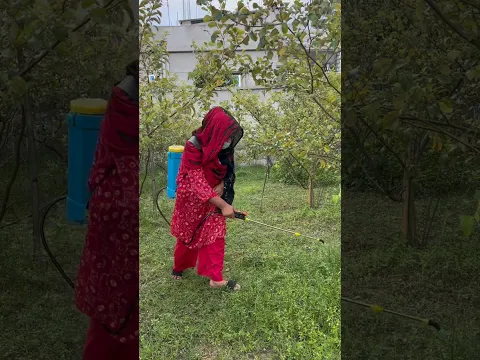 বাগানে এসে লাখ টাকার ফল পেলাম।#villagelife #shorts