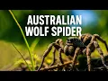 Fast Facts on the Australian Wolf Spider Identification First Aid