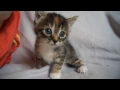 Download Lagu Cute Baby Kitten meows because Mama Cat is not there