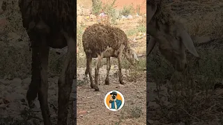 بحال هاد النعجة لي كتاكل من المزابل لا تجوز في الذبح بارطاجي أحلى متابعين التبوريدة مهرجان 