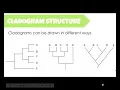 How to read a cladogram