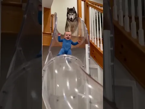Husky play with kid