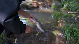 I Caught a HUGE Fish Today… Then Cooked It Over a Fire!#Fishing #BigFish #FishingAdventure