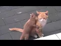 Download Lagu CUTE WEASEL PLAYING WITH GINGER CAT MUST WATCH! MP3
