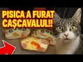 Download Lagu A furat cașcavalul ! Tiberiu pregătește CHEC sărat la Căsuța din Pădure