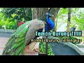 Download Lagu TAMAN BURUNG TMII TERBARU SEMAKIN KEREN! Taman Mini Indonesia Indah