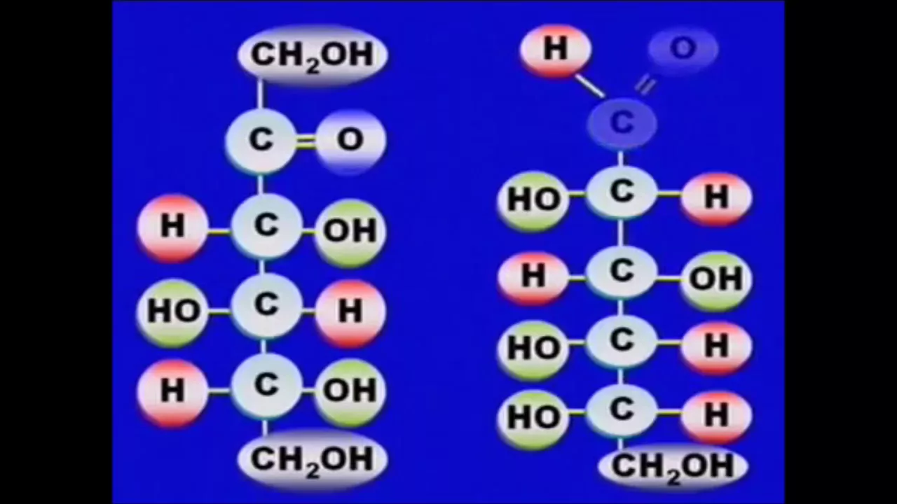 Morfofisiologia Humana I  AO2  Componentes Moleculares  Precursores de Macromoleculas