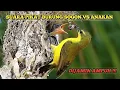 Download Lagu SUARA PIKAT SOGON VS ANAKAN TERBARU,DIJAMIN AMPUH ‼️