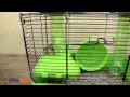Critter Climbing Challenge Critter-cages com